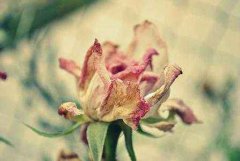 泉州三度宫颈糜烂会不会自愈