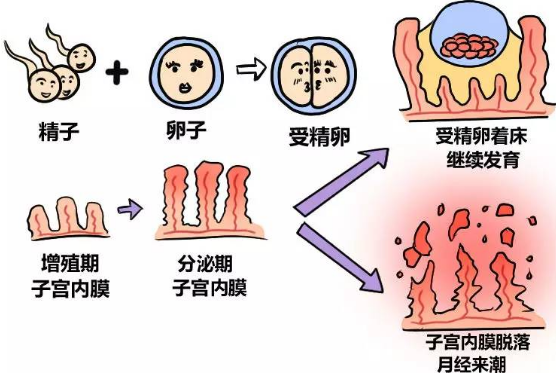 不孕症的原因有啥