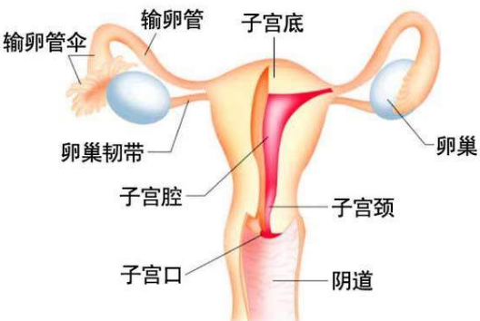 慢性盆腔炎的具体症状