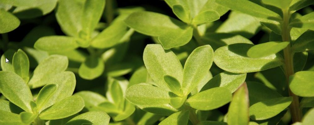 早孕先兆流产不能吃什么鱼  什么鱼发生先兆流产的孕妇不能吃 孕妇不能吃什么菜